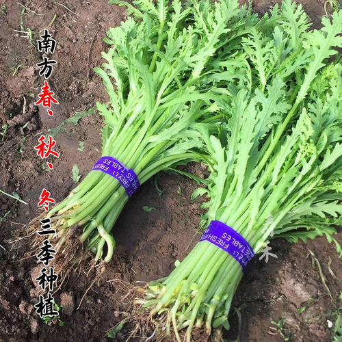 小叶茼蒿种子种籽菜种皇帝菜秋冬季籽种青菜蔬菜孑菜籽茼蒿菜种 - 图0
