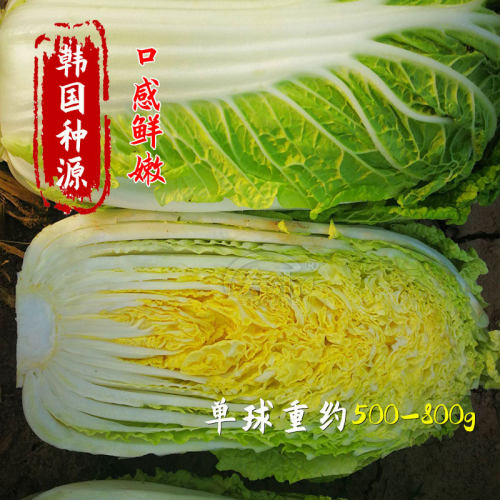 韩国金宝黄娃娃菜种子种籽 冬季菜种耐热高产黄心蔬菜孑菜籽小 - 图2