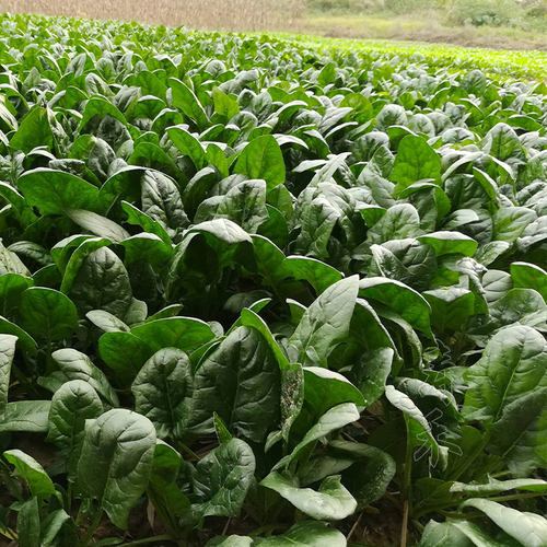 四季红根菠菜种子秋冬秋后籽儿冬季蔬菜种籽籽种波菜孑波莱秋冬季 - 图2