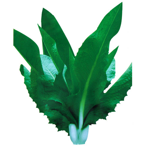 尖叶甜麦菜种子种籽蔬菜青菜籽种油麦菜四季菜种苦麦菜菜籽秧苗 - 图3