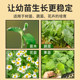 Seedling protection cover reusable vegetable special square plant seedling protection cover seedlings to prevent cold, birds and insects