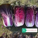Семена фиолетовой капусты четыре сезона фиолетовые маленькие красные семена овощных семян бело -ла -лава -могила пурпурные нефриты посадка