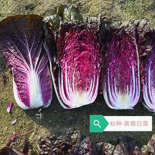 Семена фиолетовой капусты четыре сезона фиолетовые маленькие красные семена овощных семян бело -ла -лава -могила пурпурные нефриты посадка
