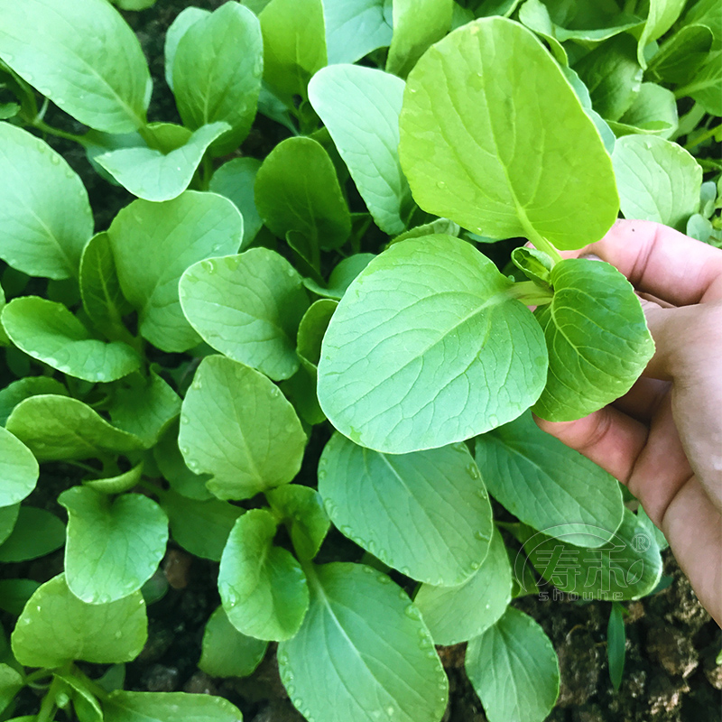 鸡毛菜种子种籽四季包邮上海青小青菜青梗菜菜籽莱油菜蔬菜孑菜种 - 图1