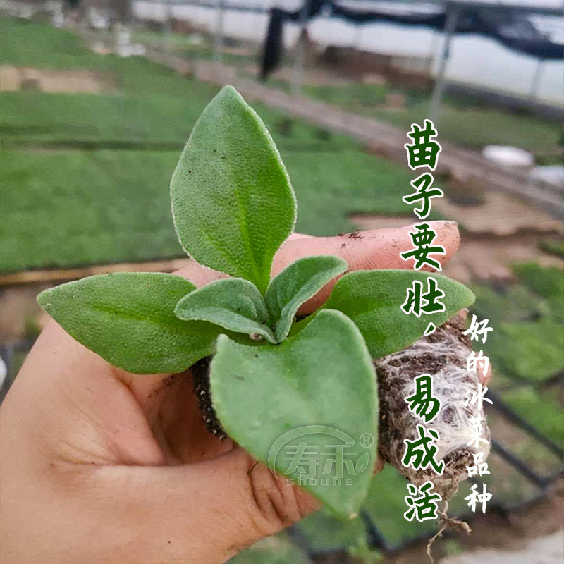 非洲冰草水晶冰菜种子种籽苗秧蔬菜南方种四季菜苗籽种秧苗孑菜籽-图2