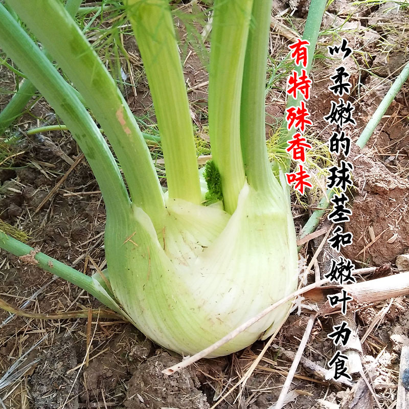 荷兰球茎茴香种子种籽苗高产小茴香菜四季菜籽蔬菜孑球型带根籽种-图1