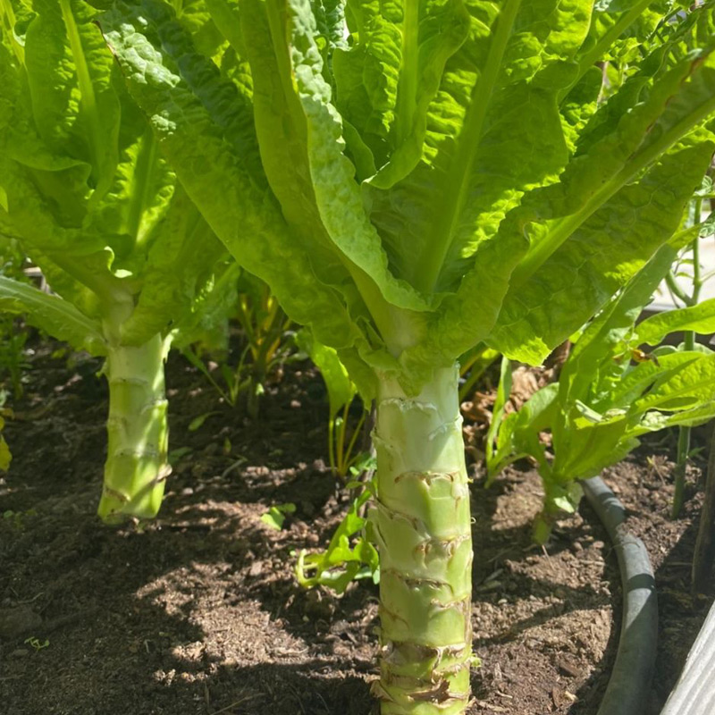 四季莴笋种子青皮绿肉香窝笋莴苣孑高产耐热耐寒春秋播种蔬菜种籽 - 图2