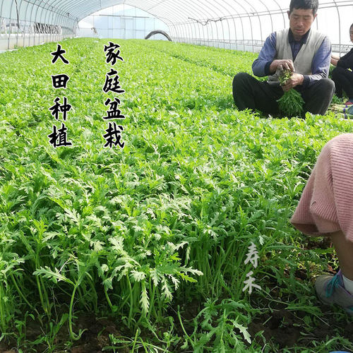 小叶茼蒿种子种籽菜种皇帝菜秋冬季籽种青菜蔬菜孑菜籽茼蒿菜种 - 图2