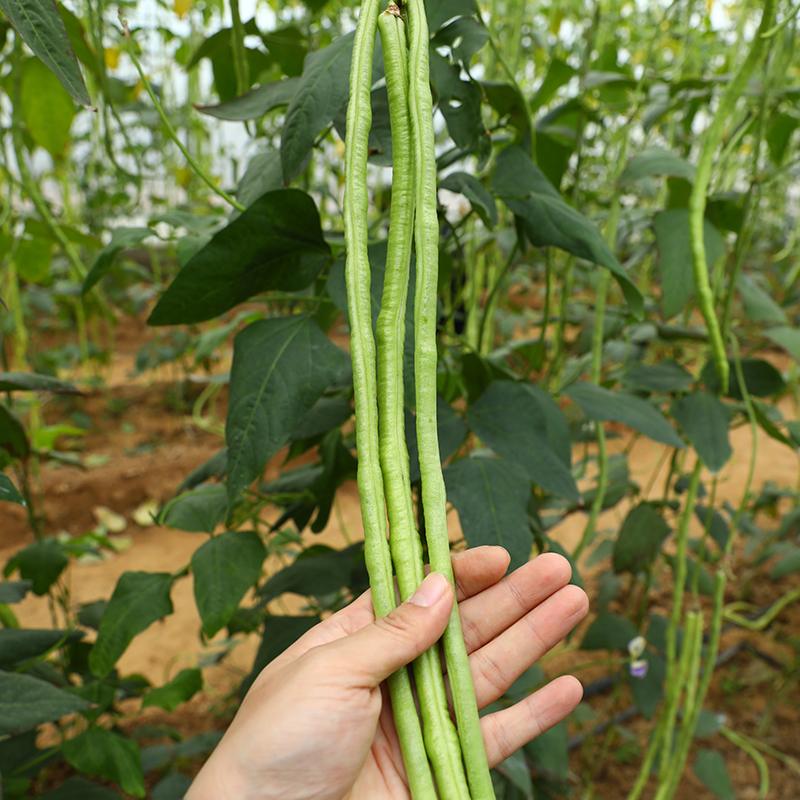 特长豇豆种子高产四季豆种籽孑芸豆春季缸豆蔬菜秧苗大全豆角菜种 - 图1