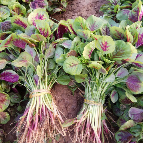 汉菜红圆叶苋菜种子白籽种四季孑柳叶春季蔬菜种籽菜籽菜种大全 - 图2