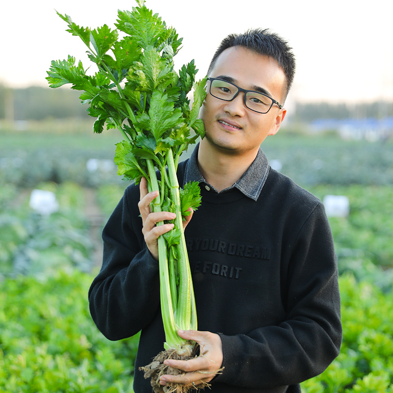 实芹王芹菜种子美国西芹玻璃脆芹阳台冬季四季籽种孑黄心蔬菜种籽-图0