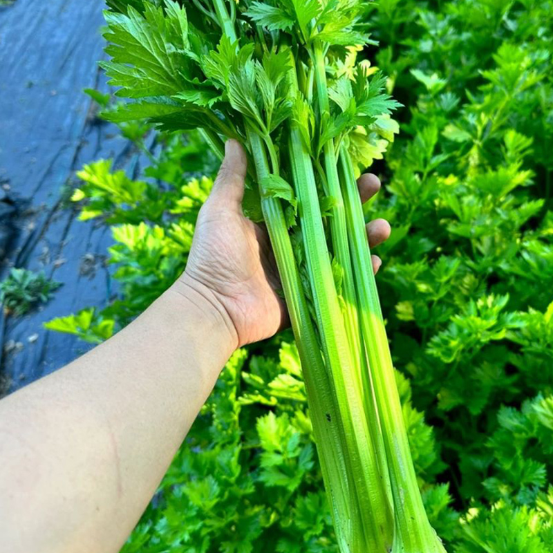 实芹王芹菜种子美国西芹玻璃脆芹阳台冬季四季籽种孑黄心蔬菜种籽-图1