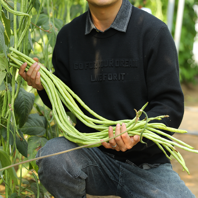 特长豇豆种子高产四季豆种籽孑芸豆春季缸豆蔬菜秧苗大全豆角菜种 - 图0