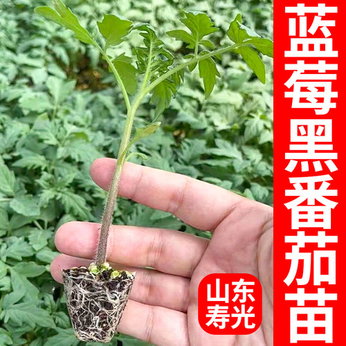 蓝莓黑番茄种子苗紫黑色小西红柿西黑柿秧蔬菜种籽圣女果孑果苗 - 图3