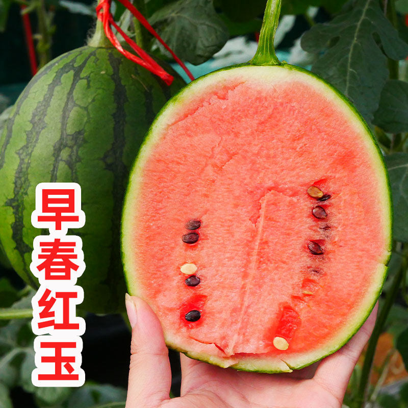 早春红玉小西瓜种子种籽孑嫁接苗高产2k南方四季苗秧盆栽种植秧苗,淘宝优惠券,粉丝福利购,淘宝优惠卷