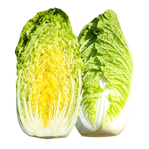 韩国娃娃菜种子种籽耐热黄心籽种蔬菜孑苗秧菜种大白菜菜籽小白菜 - 图3