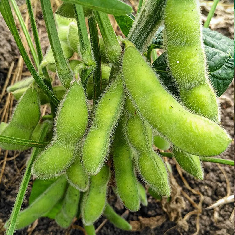 早熟毛豆种籽黄豆大全早高产菜毛豆特大青大豆四季夏季蔬菜种子孑 - 图1