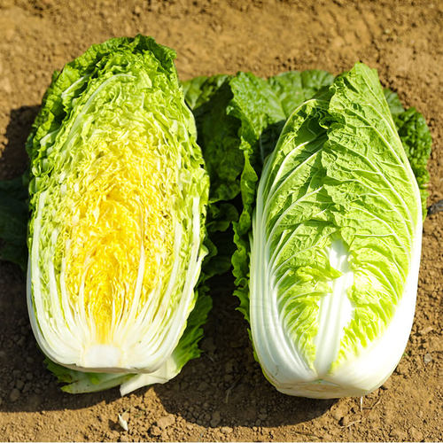 韩国娃娃菜种子种籽耐热黄心籽种蔬菜孑苗秧菜种大白菜菜籽小白菜 - 图1