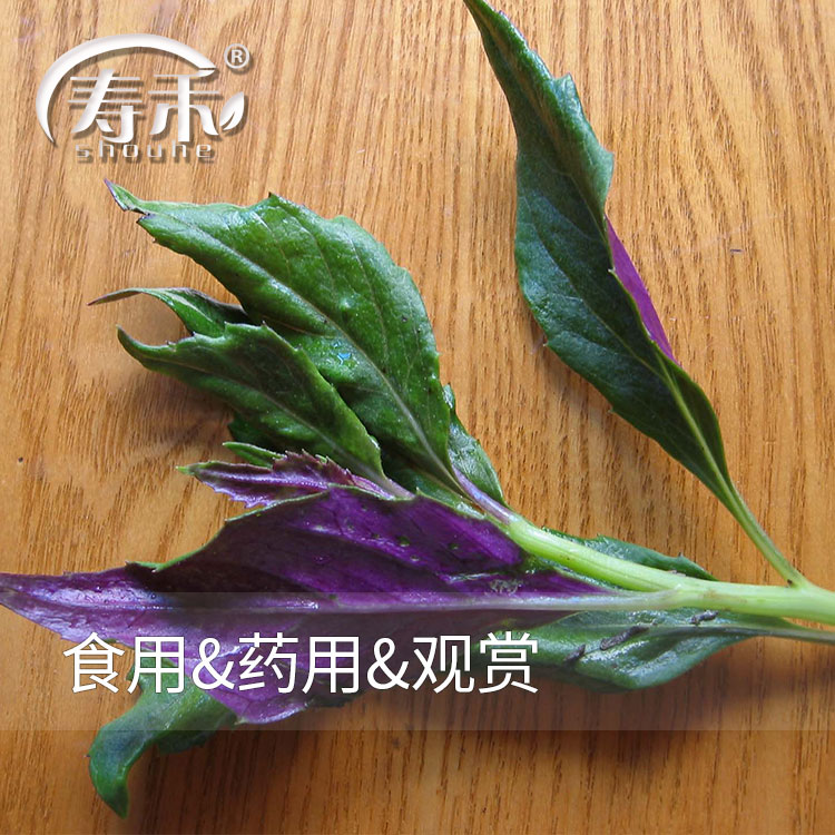 紫背天葵种子种籽苗红背菜紫四季孑蔬菜观音菜苗白血皮菜补血菜籽