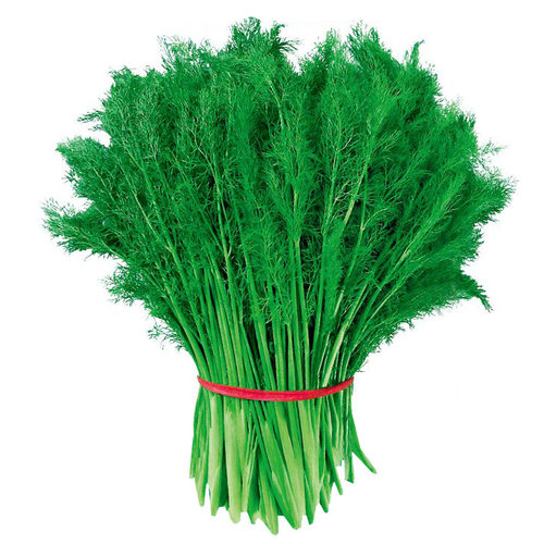 割茬茴香种子种籽苗孑小回香菜种带根四季菜种盆栽籽种蔬菜菜籽 - 图3