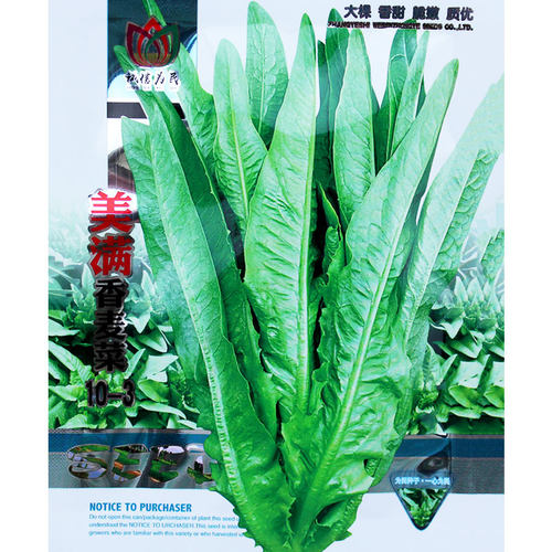 大棵型油麦菜种子香麦菜菜籽四季种籽蔬菜孑农家菜种菜苗籽种大全 - 图0