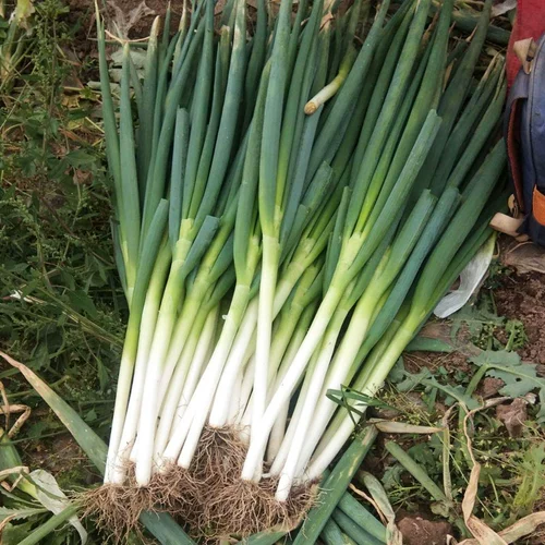 Семена зеленого лука Shandong Zhangqiu Железные стержни семена лука с высоким уровнем теплостойки для теплостойкого лука