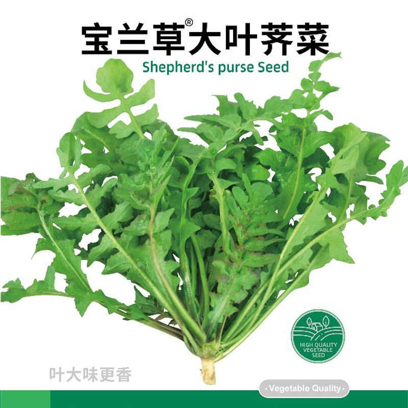 宝兰草大叶荠菜种子种籽孑蒲公英青菜菜籽荠荠菜荆芥菜苗大全 - 图0