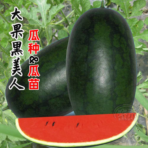 黑美人西瓜种子种籽苗麒麟黑皮嫁接秧南方种植孑子秧苗无籽苗秧 - 图1
