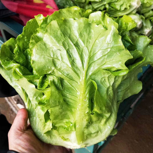 意大利生菜种子种籽大全四季冬季蔬菜孔雀菜孑籽种菜籽奶油苗带土 - 图0