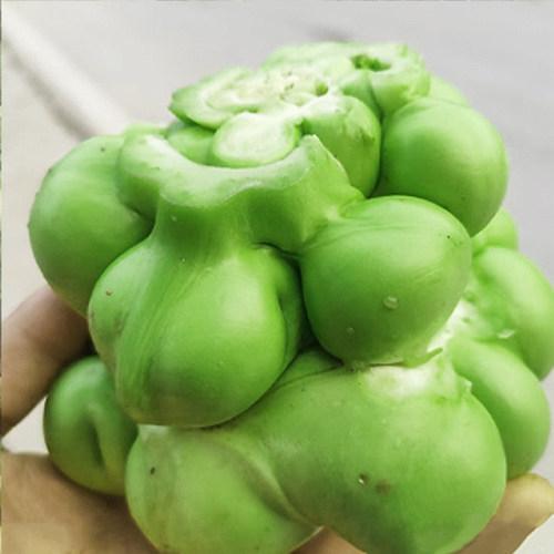 北方榨菜种子种籽四川特大光头菜芥菜四季蔬菜种籽孑芥菜种籽种 - 图1