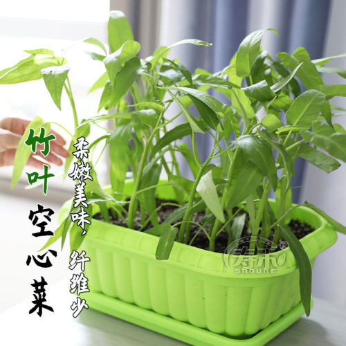 竹叶空心菜种子种籽苗四季菜苗带根柳叶蔬菜菜籽水孑大叶青菜菜种 - 图1