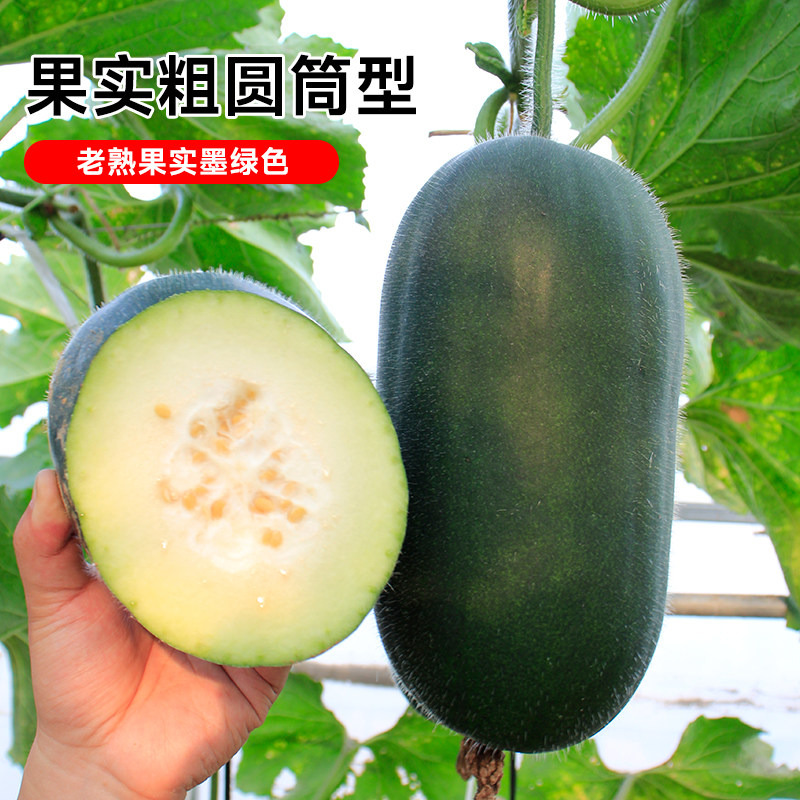 黑小宝冬瓜种子种籽苗大全菜苗四季秧孑秧苗南方东瓜蔬菜东瓜子种,淘宝优惠券,粉丝福利购,淘宝优惠卷