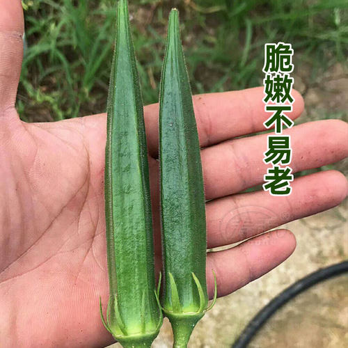 黄秋葵种子种籽苗高产水果四季盆栽红蔬菜大苗菜种带土秧菜籽大全 - 图0