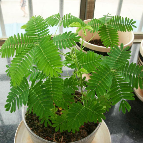 四季含羞草种子种籽小盆栽 植物 室内绿植草籽草种趣味害羞草孑 - 图2