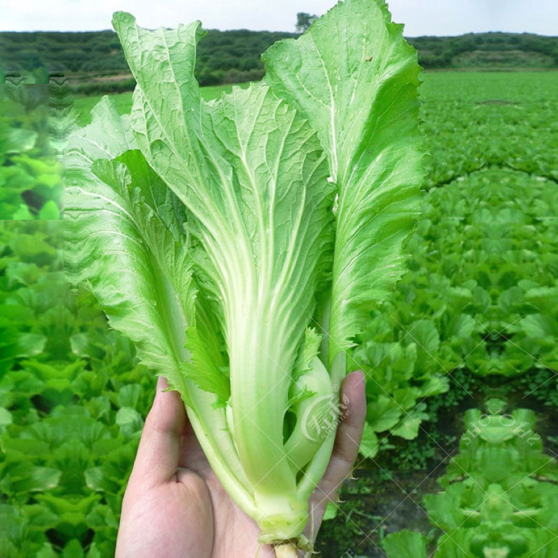 四季大叶水东芥菜种子广东芥菜种籽包心甜菜种籽蔬菜孑大全介菜种 - 图1