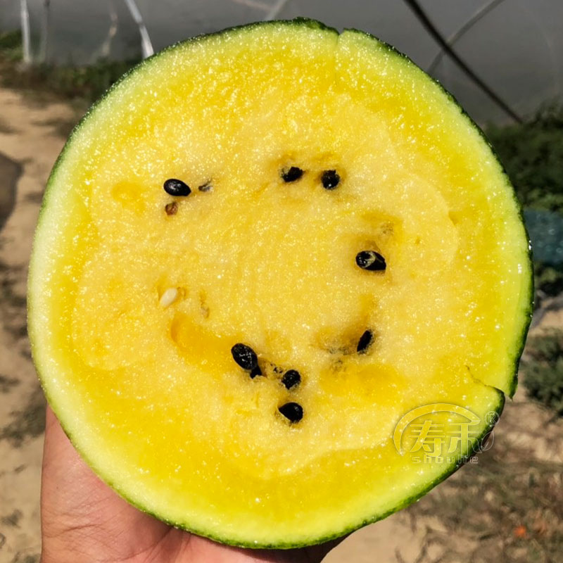 日本小凤西瓜种子种籽黄瓤黄皮小型春季南方四季种植孑子特小凤 - 图0