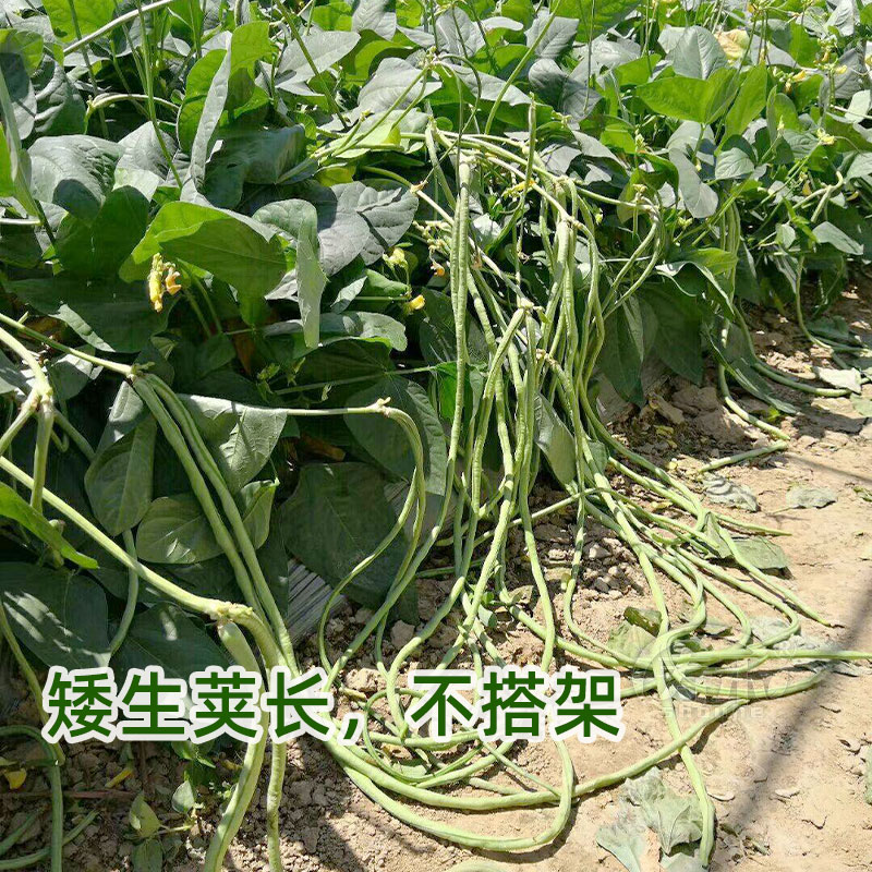 无架长豆角种子苗高产豇豆四季豆蔬菜种籽菜种大全孑子豆种籽种秧 - 图0