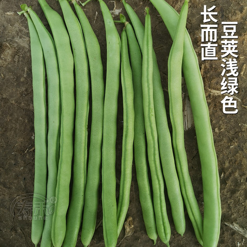宁芸嫩玉小金豆种子高产菜种青扁豆种籽四季豆蔬菜苗豆种豆角籽种 - 图1
