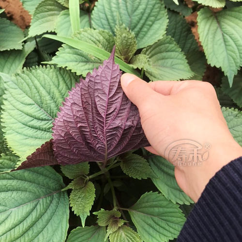 紫苏子紫苏种子紫苏叶种籽盆栽可食用种植苗四季籽种蔬菜孑苏子叶 - 图0