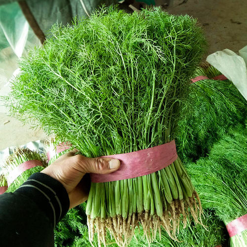茴香种子种籽苗孑小茴香菜阳台带根四季菜种盆栽籽种蔬菜菜籽回香 - 图0