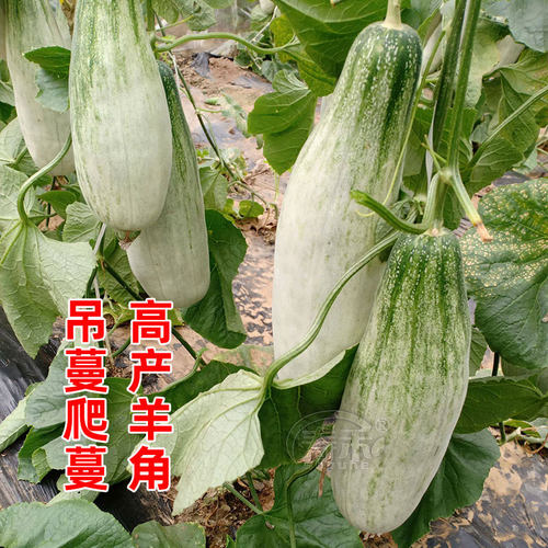 羊角蜜瓜酥甜瓜种子种籽苗蔬菜孑秧脆高产香瓜四季大全玉菇密秧苗 - 图1