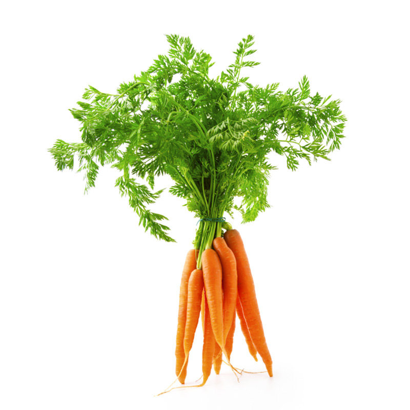 老品种胡萝卜种子种籽红水果萝卜籽种蔬菜孑子农家罗卜胡罗卜大全,淘宝优惠券,粉丝福利购,淘宝优惠卷