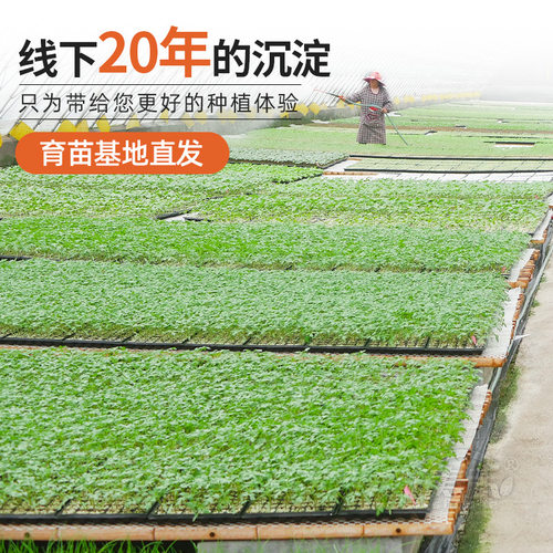 香芋小南瓜种子苗秧高产香甜贝贝秧苗板栗蜜本蔬菜种籽孑子种大全 - 图1