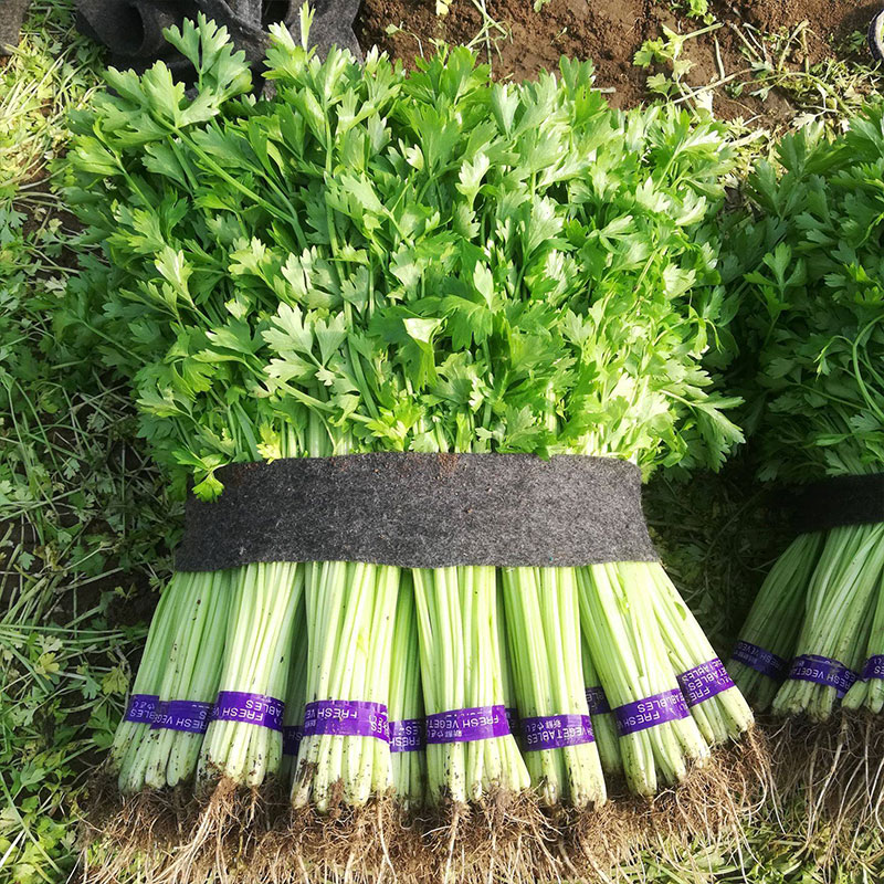 四季小香芹种子种籽苗秧香芹菜蔬菜菜种籽种白孑秧苗苗子根苗菜苗 - 图1