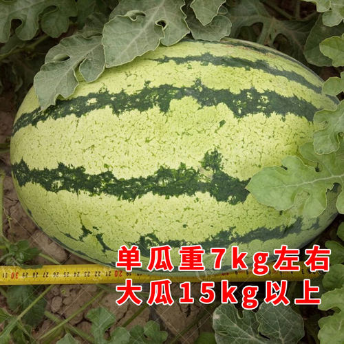 西农八8号西瓜种子种籽孑苗早熟南方高产秧特大春季秧苗嫁接育苗 - 图0