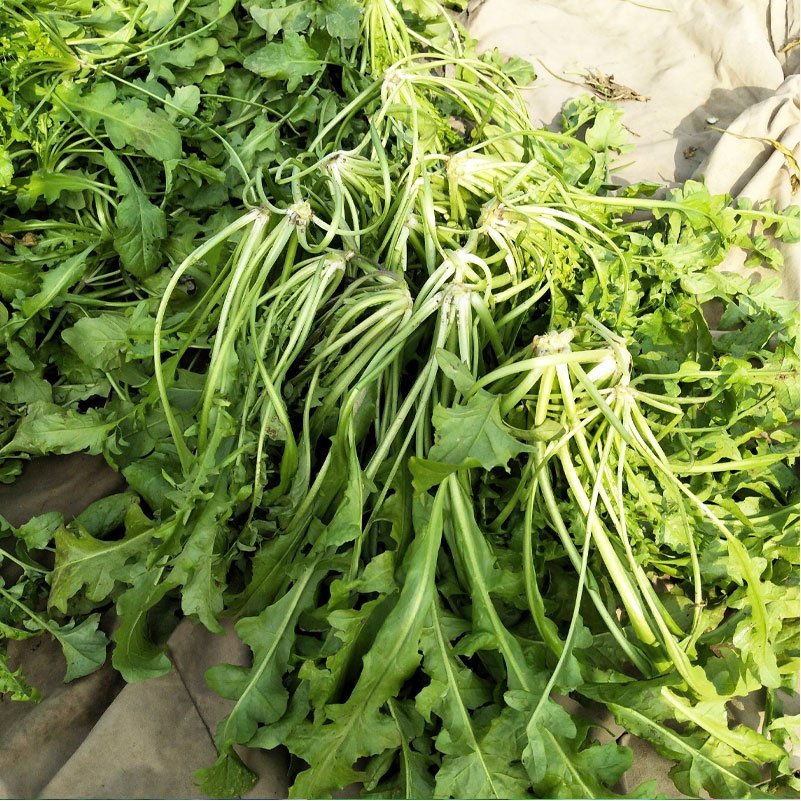 宝兰草大叶荠菜种子种籽孑蒲公英青菜菜籽荠荠菜荆芥菜苗大全 - 图1
