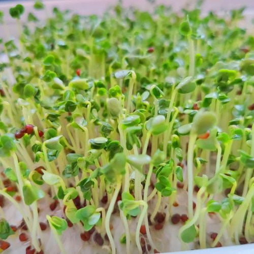 西兰花芽苗四季芽苗菜种子豌豆种籽萝卜苗菜种水培蔬菜孑麻豌豆 - 图0