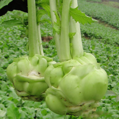 北方榨菜种子种籽四川特大光头菜芥菜四季蔬菜种籽孑芥菜种籽种 - 图2