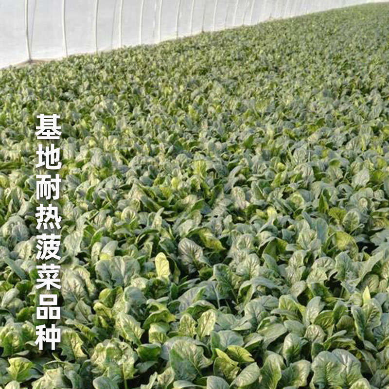 超耐热夏播王菠菜种子种籽高产春籽种夏季秋季四季蔬菜孑波菜夏子-图2