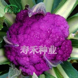 Amei № 1/Zihua № 1 фиолетовая цветная цветная цветная капуста, вена, вена, специальные семена семян овощей